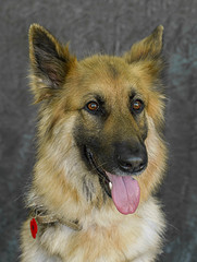 Cute and funny dog photo portrait