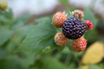 Growing black raspberry (Rubus idaeus)