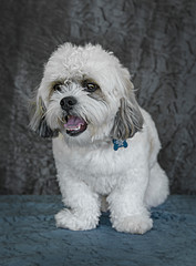 Cute and funny dog photo portrait