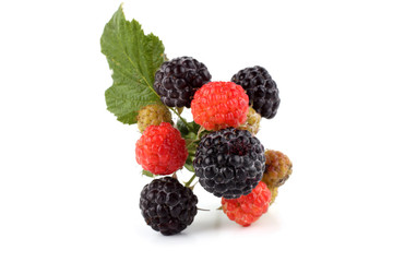 Black raspberry cluster (Rubus idaeus)
