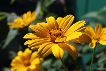 Growing heliopsis flowers in garden