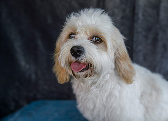 Cute and funny dog photo portrait