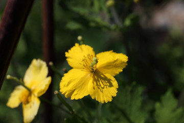 Yellow celandine flowers (Chelidonium asiaticum)