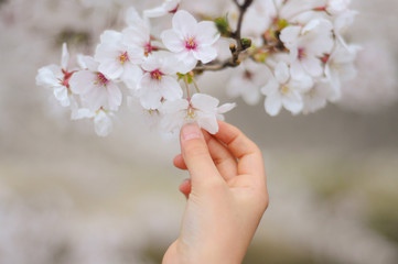 桜の花に触れる若い女性の手