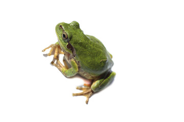 Green frog isolated on white (Hyla japonica, Japanese tree frog)