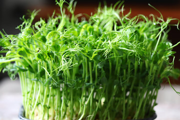 Selective focus. Pea microgreen. Fresh juicy sprouts of peas. Trace elements. Superfoods.