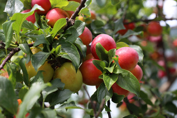 Growing plums on tree. Harvest