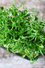 Selective focus. Pea microgreen. Fresh juicy sprouts of peas. Trace elements. Superfoods.