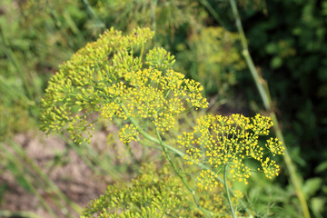 Dill blossom. Yellow little flowers