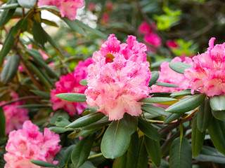 Blooming flowers of Rhododendron bush, azalea in spring