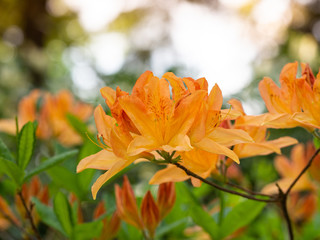 Blooming flowers of Rhododendron bush, azalea in spring