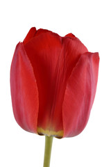 Red growing tulip isolated on white