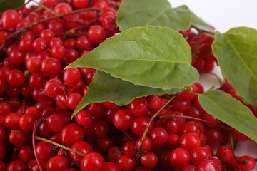 Schisandra chinensis (five flour fruit, magnolia berry)