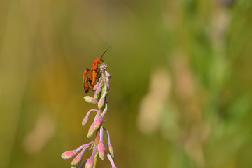 Roter Weichkäfer bei der Paarung