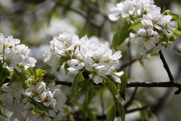 Pear blossom. Beautiful white flowers