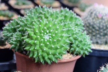 A big cactus flower growing in a pot with blur green flower pots background