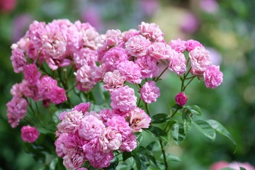 A sweet pink fairy rose blossom in a garden with green leaves and day light