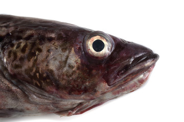 Alaska pollock isolated on white