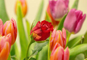 Red rose surrounded by tulips
