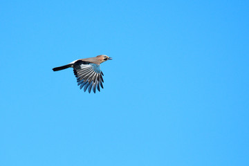 Eichelhäher im Flug im Herbst	