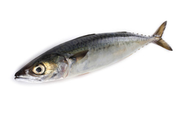 Chub mackerel (Pacific mackerel, saba)