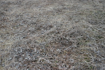  winter meadow close up