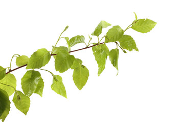 Birch branch with leaves isolated on white