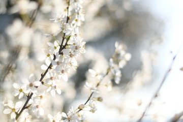 Blossom