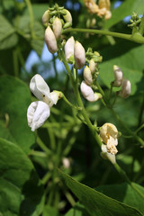 Bean plant with white flowers