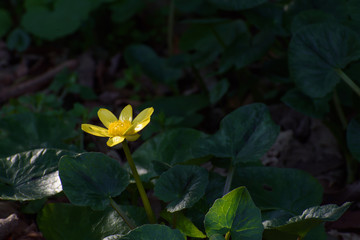 ヒメリュウキンカ