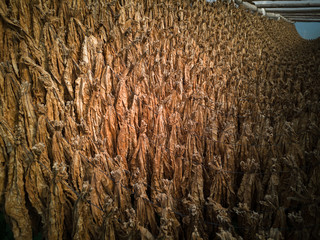 traditional drying process of organic tobacco leaves for later elaboration
