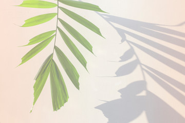 Tropical  palm tree leaf and shadow on soft orange color background, Summer vacation concept