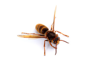 Hornet isolated on white (Vespa simillima)