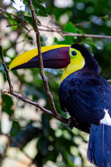 Toucan