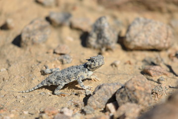 Southern Desert Horned Lizard in California rocks - 325127172