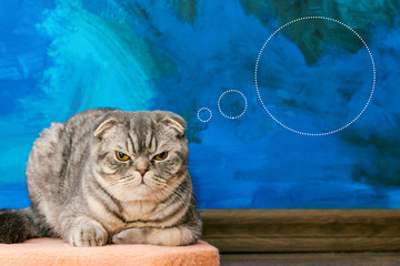Displeased Scottish fold cat on the background of a colored blue wall. Gray scottish fold cat close-up. Displeased expression of the muzzle. Copy space