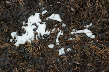 snow on wild plants