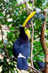 Toucan