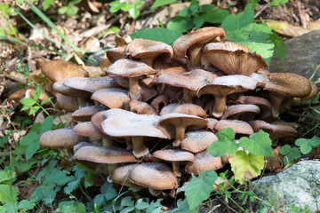 A photo of mushrooms in the wood