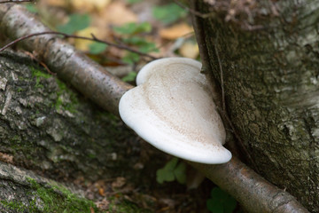 A photo of mushrooms in the wood