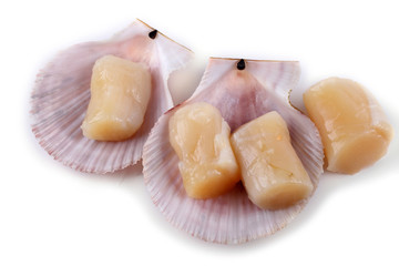 Scallop fillet on shell isolated on white
