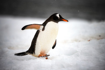  Gentoo Penguin