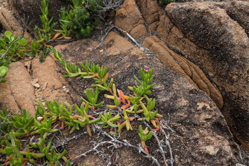 young plants growing in the rock