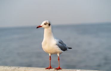 seagull on the beach