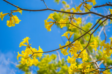 Handroanthus chrysanthus with beautiful blue sky