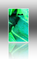 3d card tropical leaves 