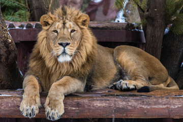 Portrait of an Asian lion