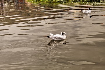 lago