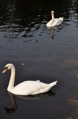 2 swans swimming