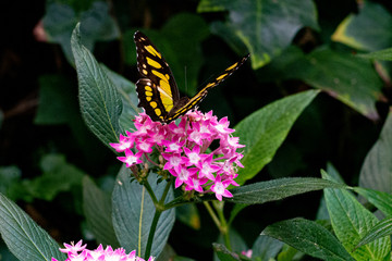 Costa Rica Butterflies
